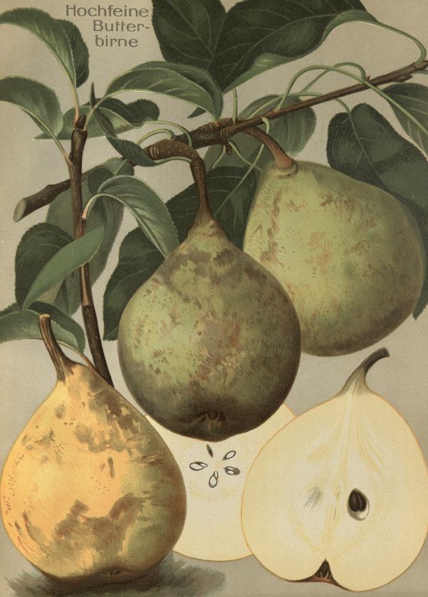 Pyrus com.'Hochfeine Butterbirne'         CAC Birne 'Hochfeine Butterbirne'