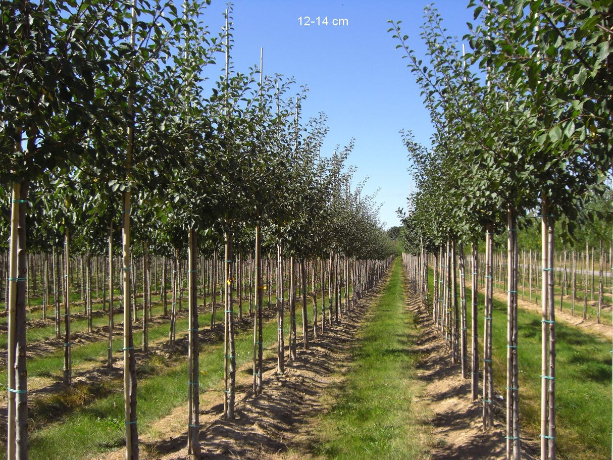 Prunus dom.'Mirabelle von Nancy'       CAC Zwetsche 'Mirabelle von Nancy'