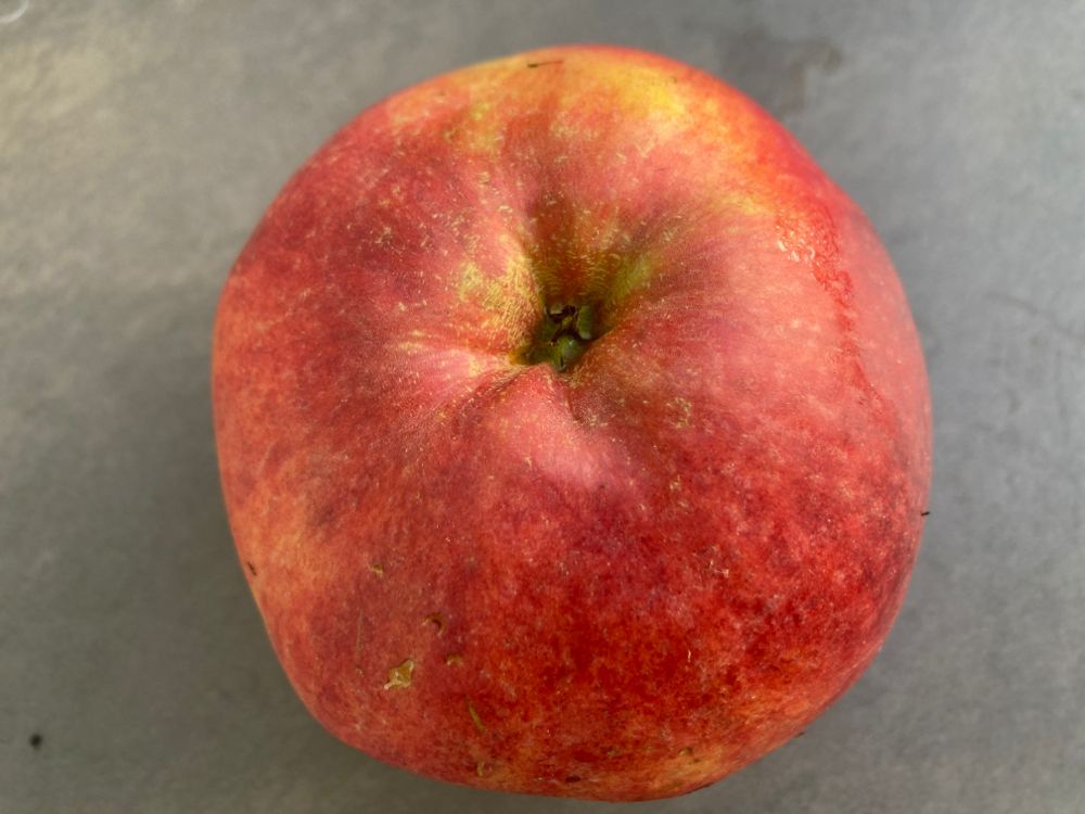Malus 'Winterhimbeerapfel'             CAC Apfel 'Winterhimbeerapfel'            spät