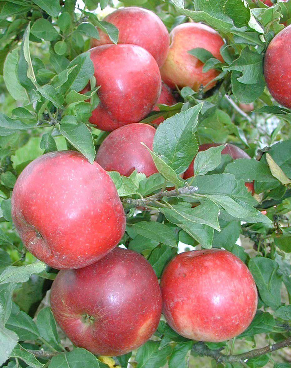 Malus 'Merlin'  -R-                    CAC Apfel 'Merlin'  -R-