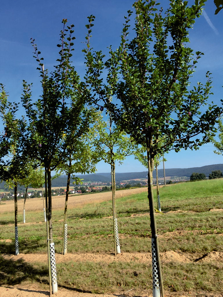 Prunus dom.'Haganta'  -S-              CAC Riesenzwetsche 'Haganta'  -S-
