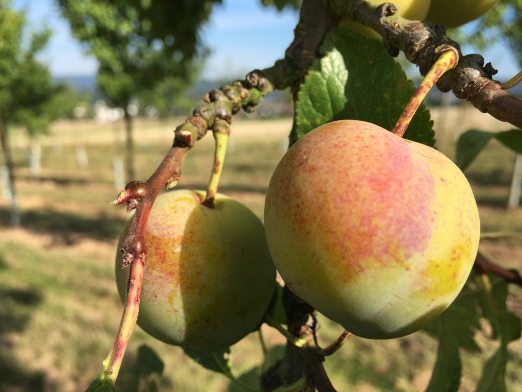Prunus ital.'Große Grüne Renekl.'      CAC Reneklode 'Große Grüne Reneklode'   mittel