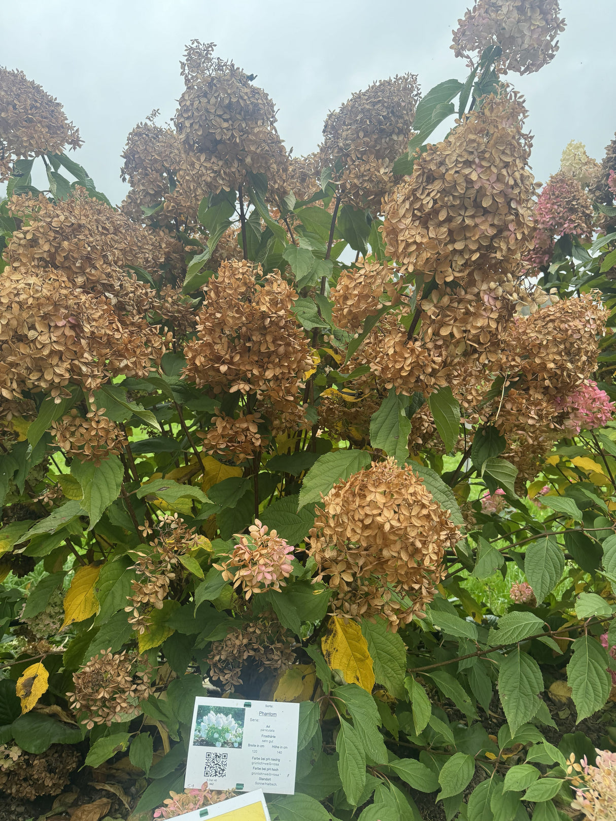 Hydrangea panic. 'Phantom' Rispenhortensie 'Phantom'    Premiumgehölz