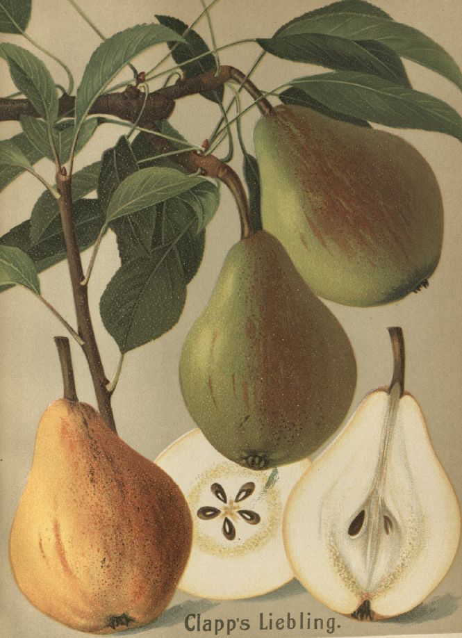 Pyrus com.'Clapps Liebling'            CAC Birne 'Clapps Liebling'               früh