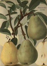 Pyrus com.'Alexander Lucas'            CAC Birne 'Alexander Lucas'               spät