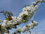 Prunus av.'Swing' -S-                   CAC Süßkirsche 'Swing' -S-