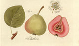 Pyrus com.'Sommerblutbirne'             CAC Birne 'Sommerblutbirne'