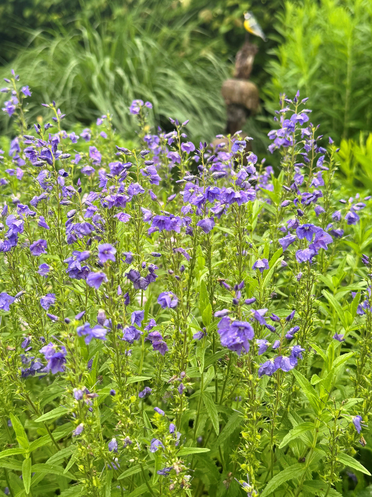 Veronica austriaca 'Knallblau' Großer Ehrenpreis