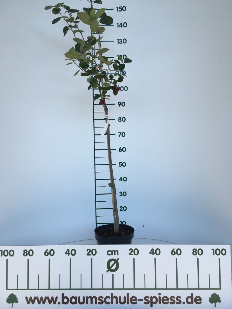 Duo Aronia 'Nero' + Amelanchier 'Smoky' Duo Apfelbeere + Felsenbirne