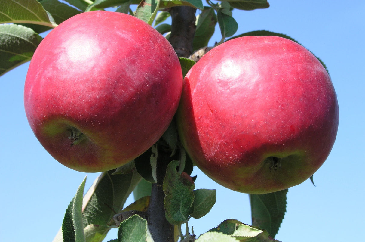 Malus 'Suncats'  -S-                   CAC Säulenapfel 'Suncats'  -S-
