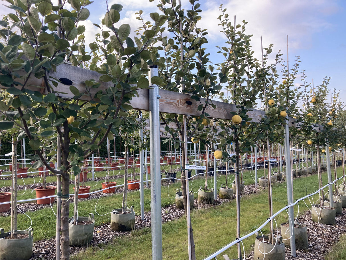 Cydonia 'Wudonia'                      CAC Quitte 'Wudonia'