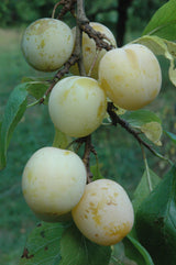 Prunus ital.'Oullins Reneklode'        CAC Reneklode 'Oullins Reneklode'       mittel