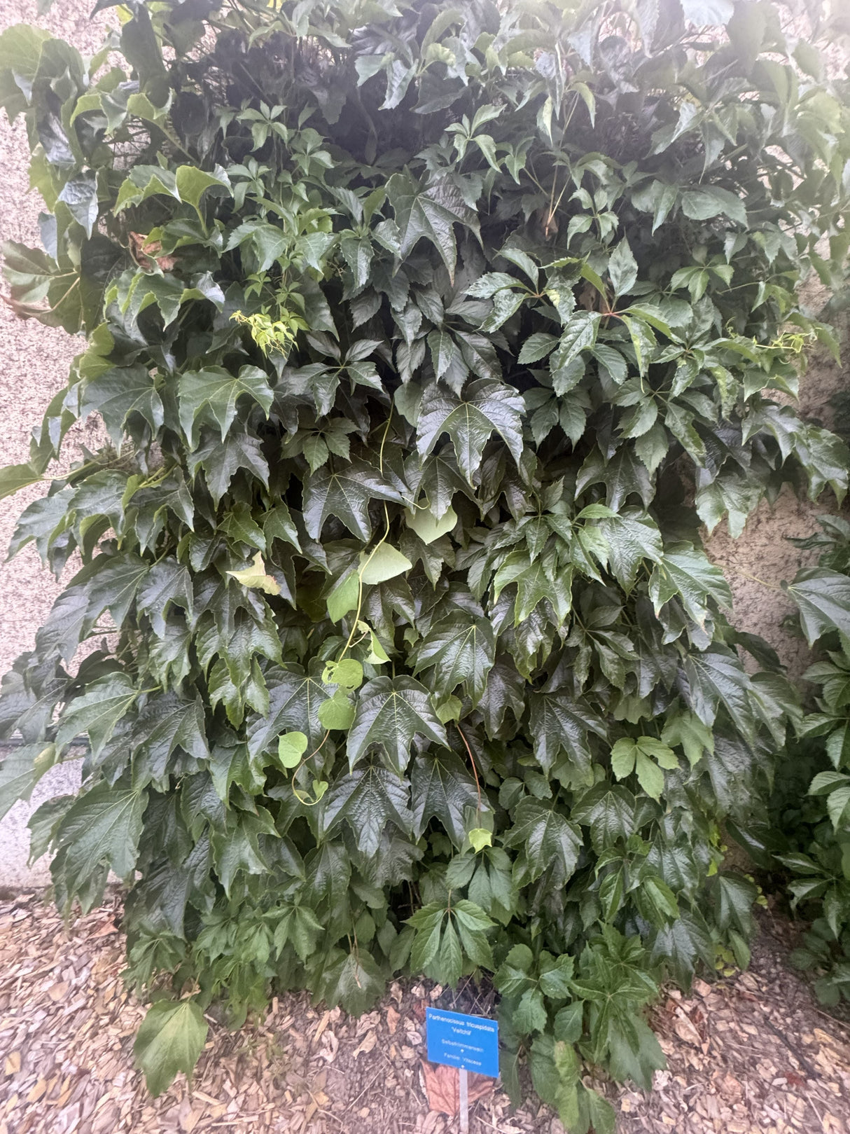 Parthenocissus tric.'Veitchii' Dreilappige Jungfernrebe 'Veitchii'