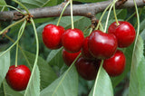 Prunus av.'Lapins'                     CAC Süßkirsche 'Lapins'                   7.KW