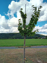 Prunus av.'Drogans Gelbe Knorpelk.'       CAC Süßkirsche 'Drogans Gelbe Knorpelk. ' 5-6.KW