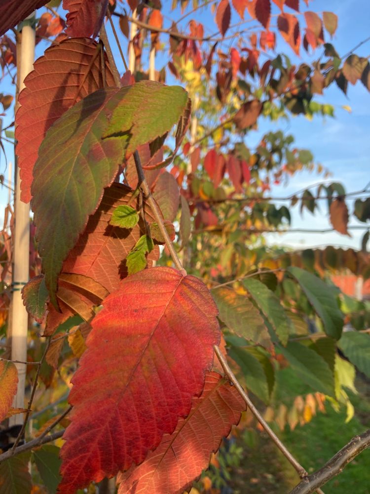 Zelkova serrata Japanische Zelkove