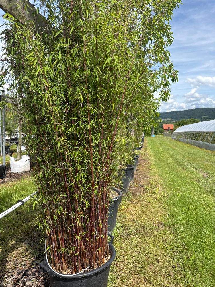 Fargesia 'Jiuzhaigou 1' Gartenbambus 'Jiuzhaigou 1'