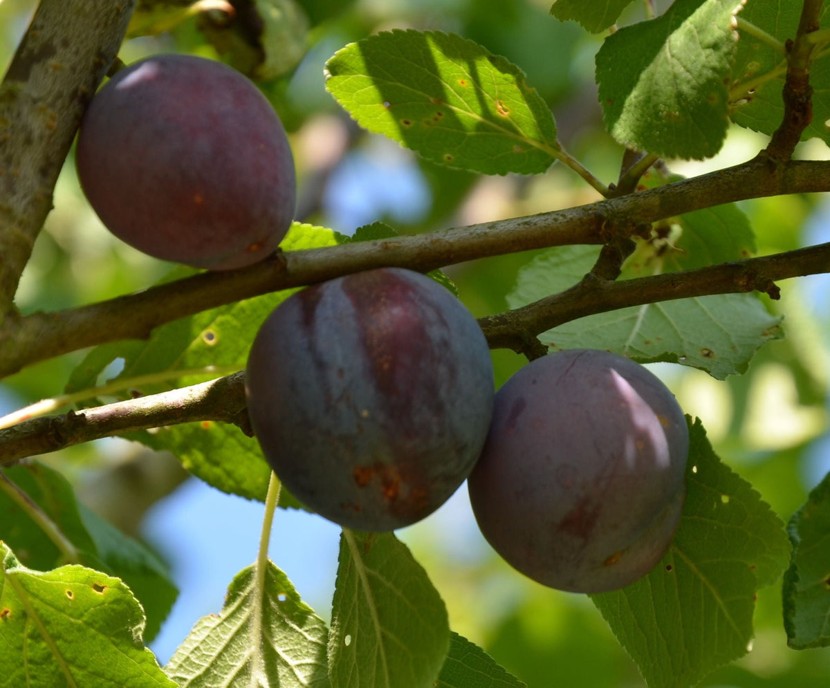 Prunus dom.'Bühler Frühzwetsche'       CAC Zwetsche 'Bühler Frühzwetsche'  mittelfrüh