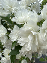 Philadelphus 'Frosty Morn' Gartenjasmin 'Frosty Morn'