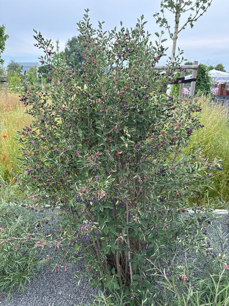 Amelanchier alnifolia 'Martin' Felsenbirne 'Martin'