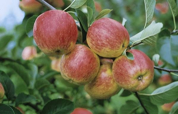 Malus 'Rebella'  -S-                   CAC Apfel 'Rebella'  -S-