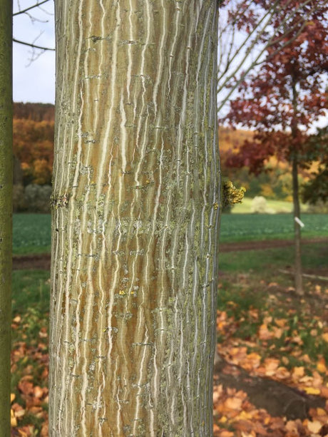 Acer capillipes Roter Schlangenhautahorn