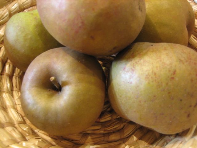 Malus 'Graue Französische Renette'     CAC Apfel 'Graue Französische Renette'    spät