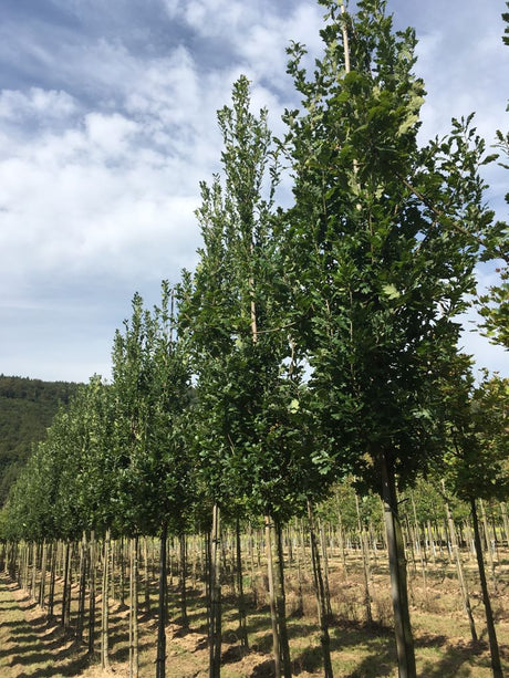 Quercus robur 'Fastigiata Koster' Säuleneiche