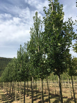 Quercus robur 'Fastigiata Koster' Säuleneiche