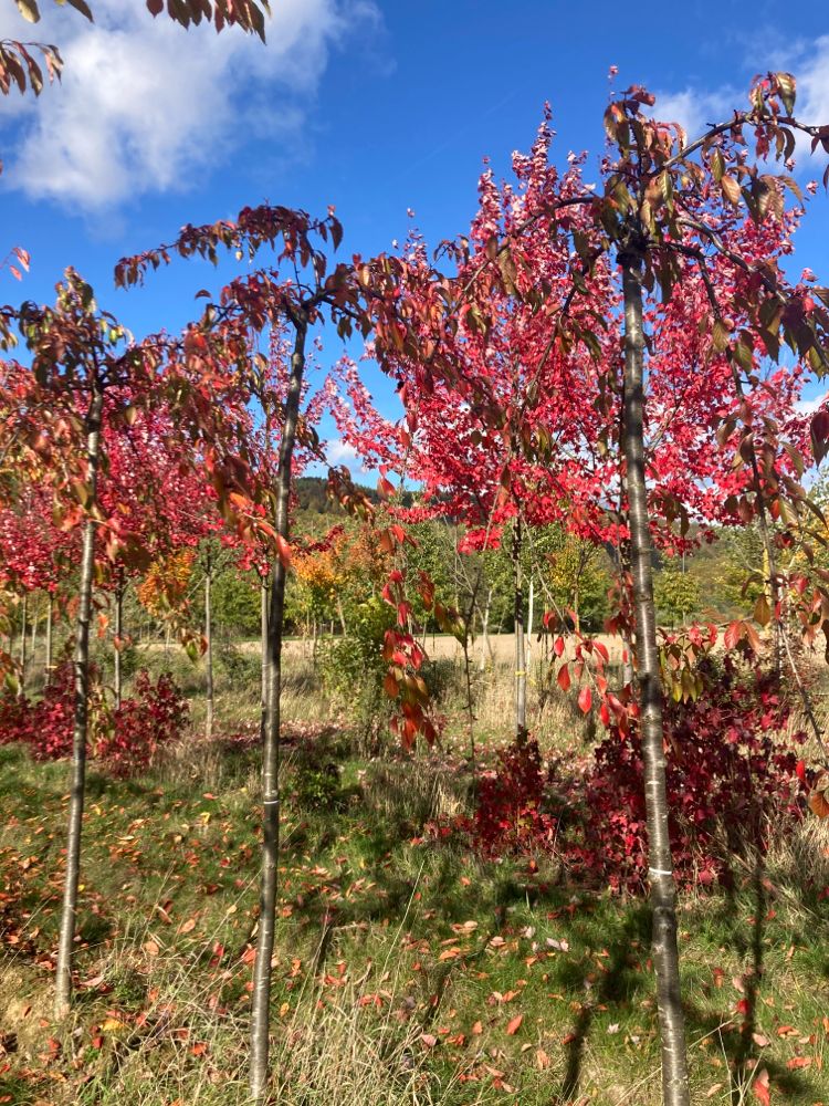 Prunus serrulata 'Kiku-shidare-zakura' Häng.Nelkenkirsche 'Kiku-shidare-zakura'