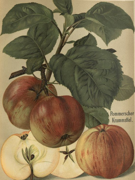 Malus 'Pommerscher Krummstiel'         CAC Apfel 'Pommerscher Krummstiel'      mittel
