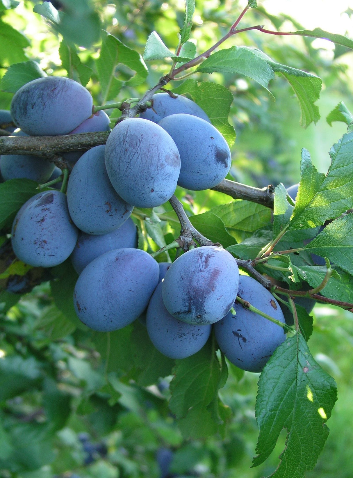 Prunus dom.'Elena'  -S-                CAC Zwetsche 'Elena'  -S-                 spät