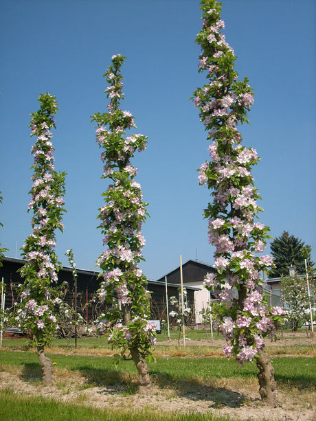 Malus 'Rondo'  -S-                     CAC Säulenapfel 'Rondo'  -S-