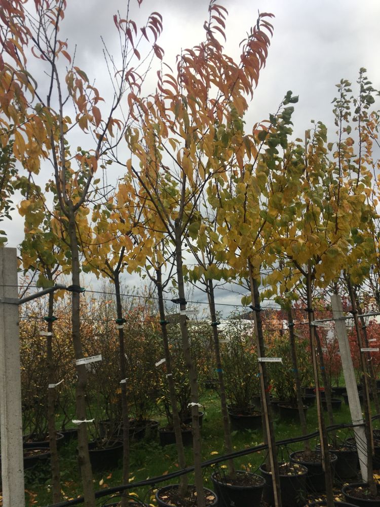 Prunus persica 'Revita'  -S-           CAC Pfirsich 'Revita'  -S-