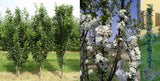 Prunus cer.'Jachim'  -S-                      CAC Sauerkirsche 'Jachim'