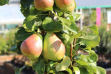 Pyrus com.'Obelisk' -R-             CAC Säulen-Birne 'Obelisk' -R-