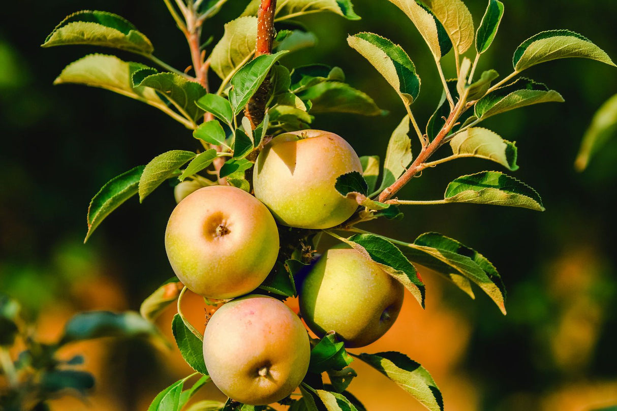 Malus 'Lopini'  -S-               CAC Säulenapfel 'Lopini'     -S-