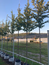 Carpinus betulus Hainbuche,Weißbuche