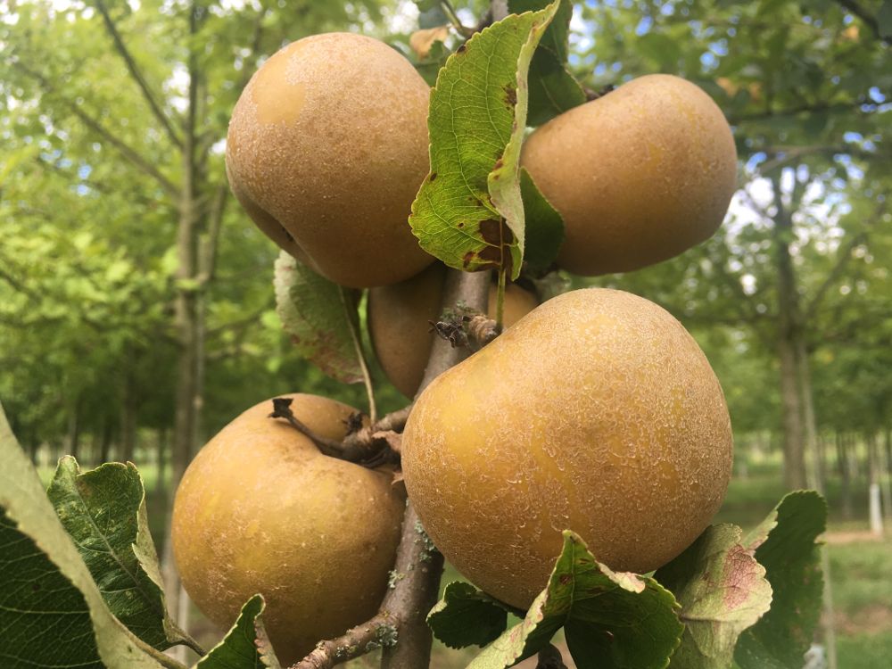 Malus 'Kanadarenette Grau' Apfel 'Graue Kanadarenette'