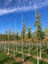 Sorbus aucuparia 'Edulis' Eßbare Eberesche