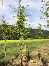 Ginkgo biloba Fächerblattbaum