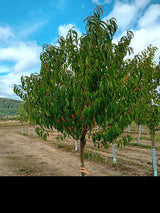 Prunus persica 'Kernecht.v.Vorgeb.'    CAC Pfirsich 'Kernechter vom Vorgebirge'