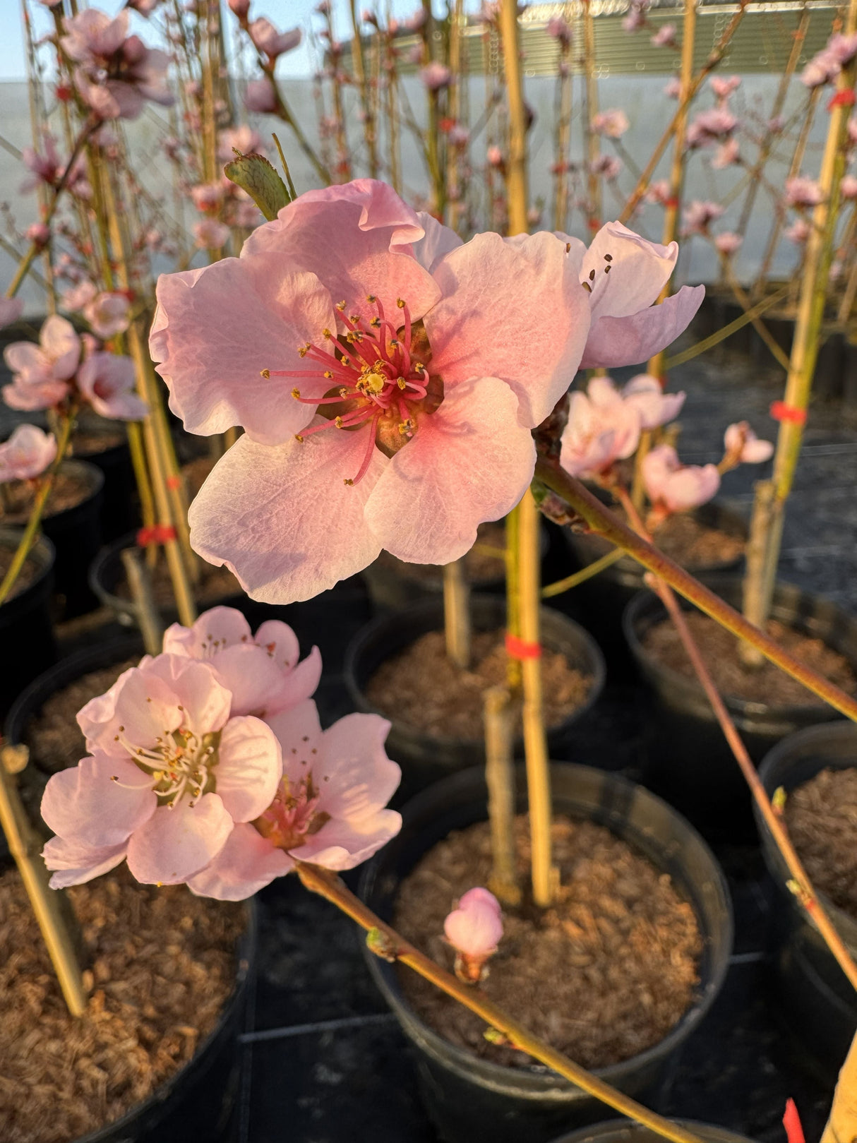 Prunus persica 'Kernecht.v.Vorgeb.'    CAC Pfirsich 'Kernechter vom Vorgebirge'