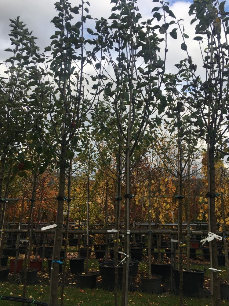 Malus 'Red Topaz' -S-               CAC Apfel 'Red Topaz' -S-