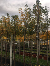 Malus 'Red Topaz' -S-               CAC Apfel 'Red Topaz' -S-