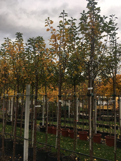 Malus 'Red Topaz' -S-               CAC Apfel 'Red Topaz' -S-