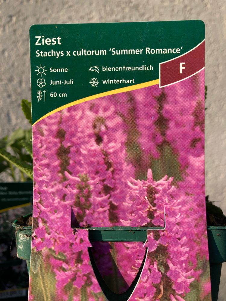 Stachys byzantina 'Big Ears' Woll-Ziest