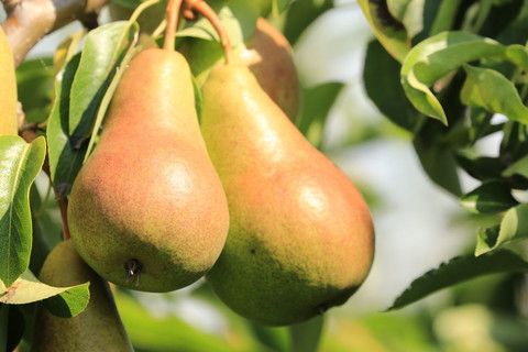Pyrus com.'Harrow Sweet'  -S-          CAC Birne 'Harrow Sweet'  -S-
