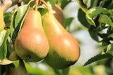 Pyrus com.'Harrow Sweet'  -S-          CAC Birne 'Harrow Sweet'  -S-