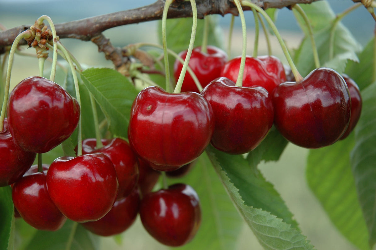 Prunus av.'Schn. Späte Knorpelkir.'    CAC Süßkirsche 'Schneiders Späte Knorpel' 6.KW